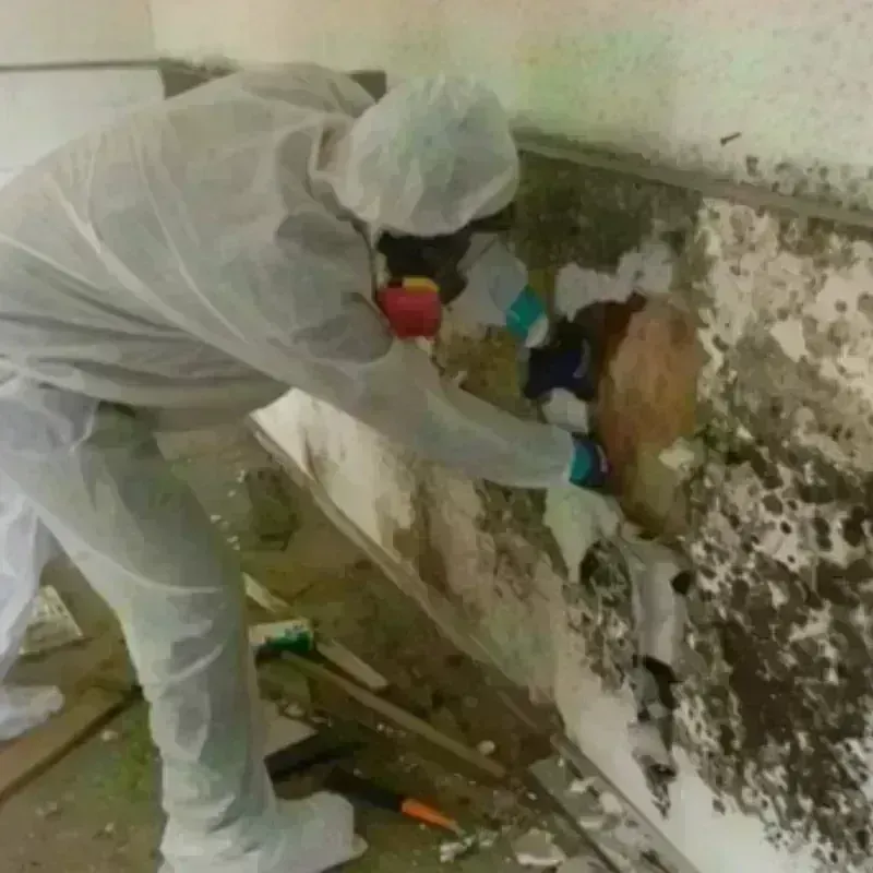 Mold Remediation and Removal in South Coventry, CT